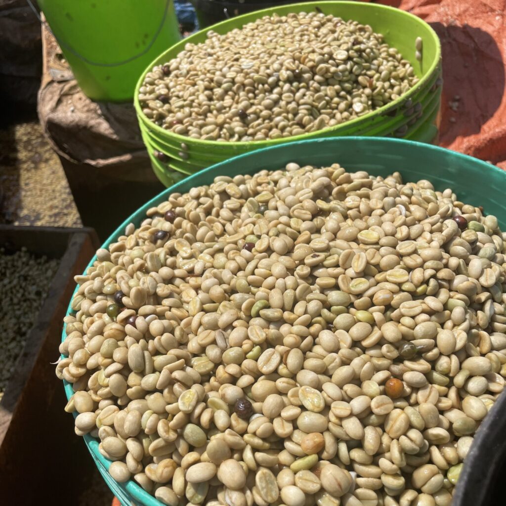 タンザニアコーヒーの生豆